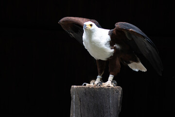 The fish eagle (Haliaeetus vocifer) looks very similar to the bald eagle