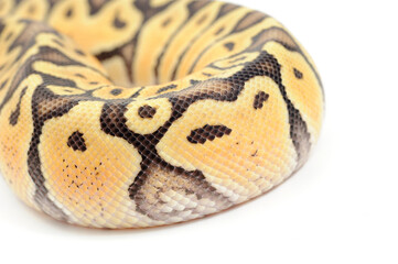 Ball python (Python regius) on a white background