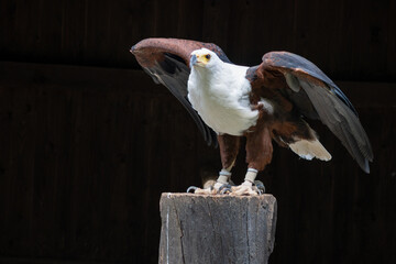 The fish eagle (Haliaeetus vocifer) looks very similar to the bald eagle