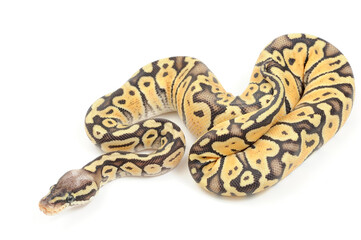 Ball python (Python regius) on a white background