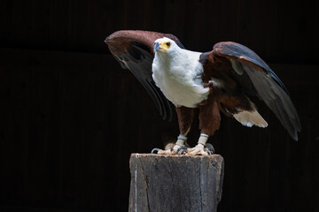 The fish eagle (Haliaeetus vocifer) looks very similar to the bald eagle