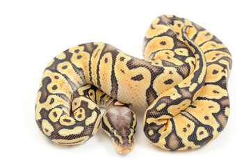 Ball python (Python regius) on a white background