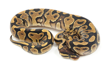 Ball python (Python regius) on a white background