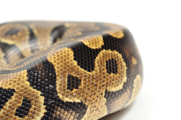 Ball python (Python regius) on a white background