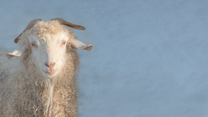 Portrait of a young sheep.