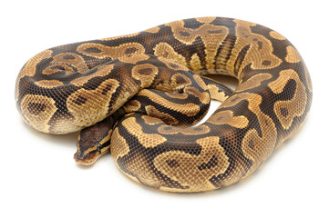 Ball python (Python regius) on a white background