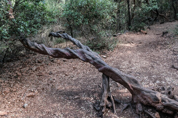 Hiking on the scenic high trail to Ein Tamir Spring in Nahal Kziv, Montfort, and Nahal Kziv National park, Western Galilee, Northern District of Israel, Israel.  