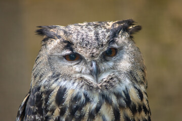 Eagle owls are the largest owls in the world.