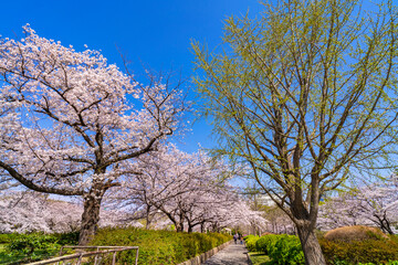 Fototapeta na wymiar 桜が満開に咲く猿江恩賜公園の並木道（2021年3月）