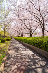 桜が満開に咲く猿江恩賜公園・木漏れ日が揺れる遊歩道（2021年3月）