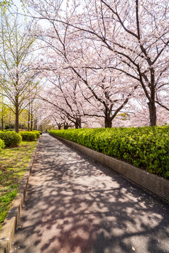 Imagens De 猿江恩賜公園 Explore Fotografias Do Stock Vetores E Videos De 161 Adobe Stock