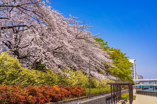 Imagens De 猿江恩賜公園 Explore Fotografias Do Stock Vetores E Videos De 161 Adobe Stock