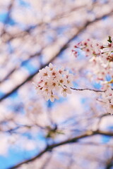 空が華やぐ桜の季節