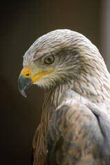 Black kites (Milvus migrans) are sociable and often form real ones.