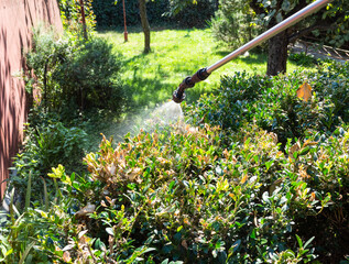 spraying diseased boxwood with pesticide in yard