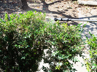 spraying bushes with pesticide in yard