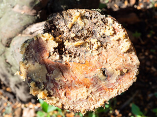 top view of cut of sawn tree trunk with pitch