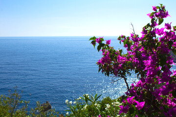 Panoramic view of the island, sea and pink flower on the sunny day. Corfu. Greece.