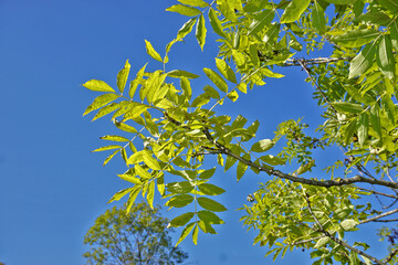 Gemeine Esche; Fraxinus excelsior; common ash