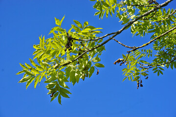 Gemeine Esche; Fraxinus excelsior; common ash, Ast mit Blätter im Herbst
