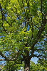 Gemeine Esche; Fraxinus excelsior; common ash, Baumstamm und Blätter im Herbst