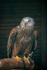 The thrust (tail) of the red kite (Milvus milvus) is clearly forked, hence the name 