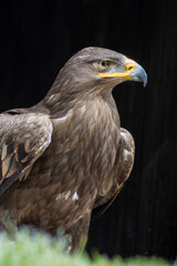.Portrait of a steppe eagle (Aquila nipalensis)