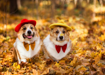two beautiful similar corgi dogs in bright red and they are sitting in a yellow beret in an autumn sunny park