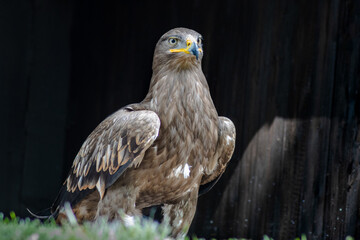 .Portrait of a steppe eagle (Aquila nipalensis)