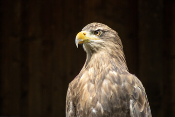 Obraz premium .Portrait of a steppe eagle (Aquila nipalensis)