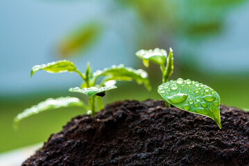Coffee ground is applied to the plant agriculture and is a natural fertilizer,