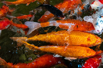 Fototapeta na wymiar Colorful decorative fish float in an artificial pond, view from above