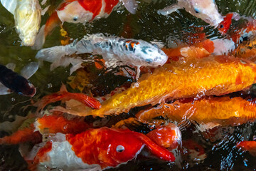 KOI fish in the dark pool. Many of koi fish are swimming in the dark background.