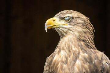 .Portrait of a steppe eagle (Aquila nipalensis)