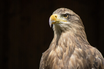 .Portrait of a steppe eagle (Aquila nipalensis)