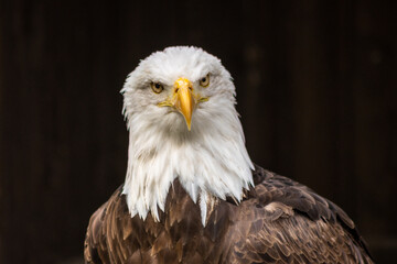 The bald eagle (Haliaeetus leucocephalus) is a large bird of prey in the Accipitridae family.