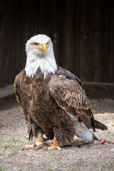 The bald eagle (Haliaeetus leucocephalus) is a large bird of prey in the Accipitridae family.