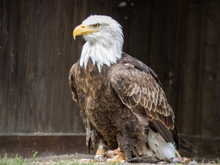 The bald eagle (Haliaeetus leucocephalus) is a large bird of prey in the Accipitridae family.