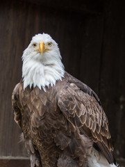 The bald eagle (Haliaeetus leucocephalus) is a large bird of prey in the Accipitridae family.