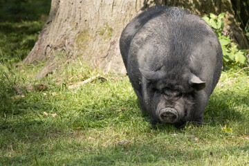 The pot-bellied pig comes from the binding pig, a Southeast Asian variant of the wild boar.