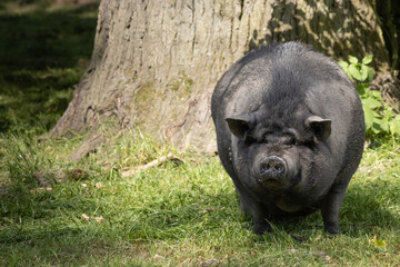 The pot-bellied pig comes from the binding pig, a Southeast Asian variant of the wild boar.
