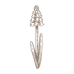 Spring flower muscari line art. Hand drawn vector illustration. Botanical graphics simple sketch of hyacinth. Floral design element isolated.