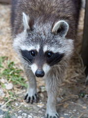 Naklejka na ściany i meble The raccoon (Procyon lotor), also known as the North American raccoon, once also known as the scaly, is a medium-sized mammal native to North America.
