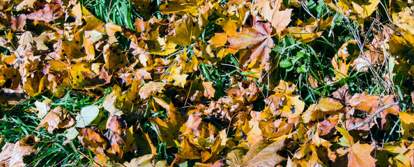Red and orange autumn leaves background. Outdoor