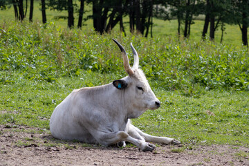 The Hungarian steppe cattle are also called Hungarian gray cattle or Magyar.