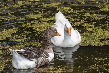 German Peking ducks (Anas anas f. Domestica), swimming on a pond