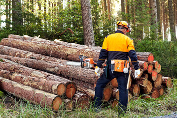 Professioneller Waldarbeiter, Holzfäller mit Arbeitsschutzkleidung und Kettensäge bei der Arbeit...