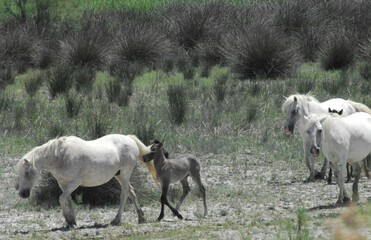 Fototapeta na wymiar France- Close Up of a Family of the Famous Gray Camargue Horses in the Wetlands