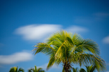 Green palm fronds on blue sky. Long exposure daytime photo with motion blur
