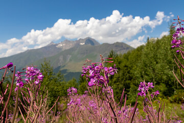 A bushes of Rosebay Willowherb blooming in high Caucasus mountains in Georgia. There are high, snowcapped peaks in the back. Thick clouds in the back. Purple flowers. Idyllic landscape. Calmness